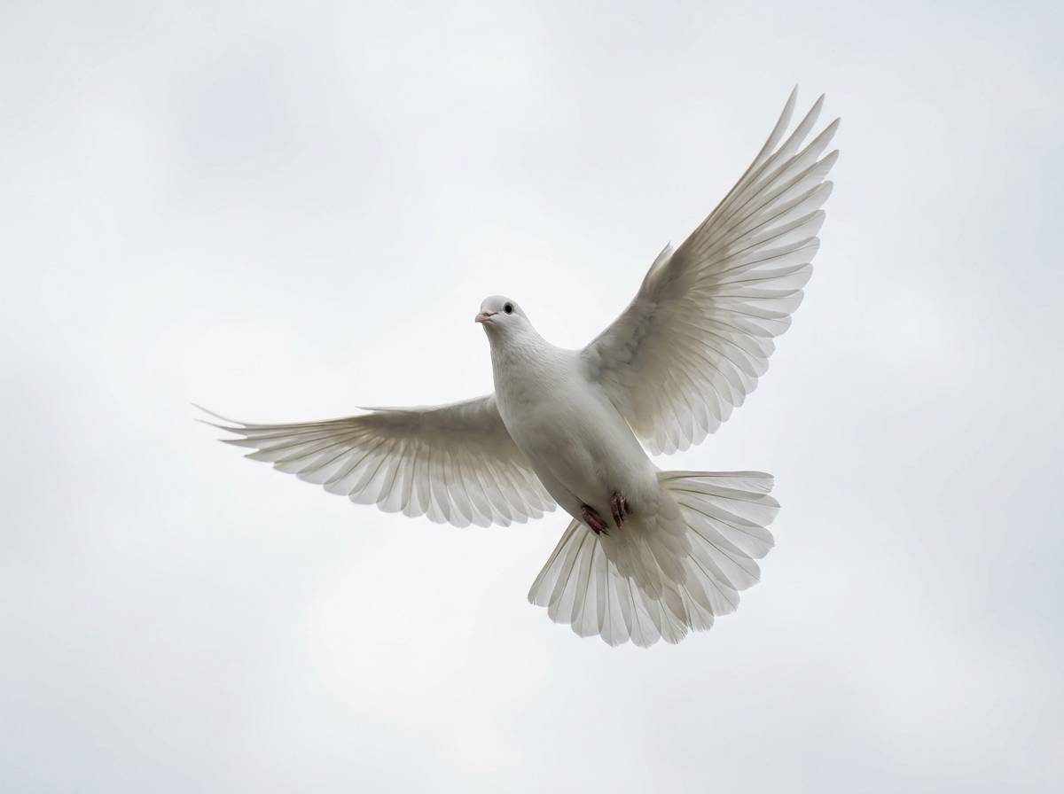 Biały gołąb w locie jako symbol Ducha Świętego w komunii świętej